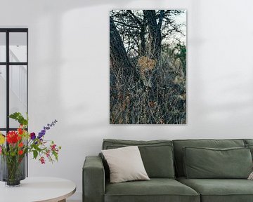 Leopard springt von einem Baum in Namibia, Afrika von Patrick Groß