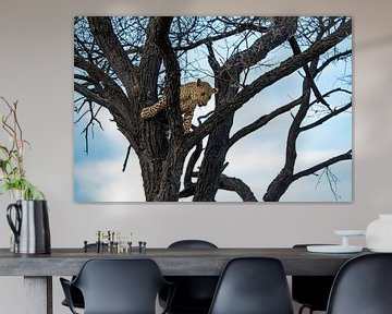 Leopard cub in the wild of Namibia, Africa by Patrick Groß