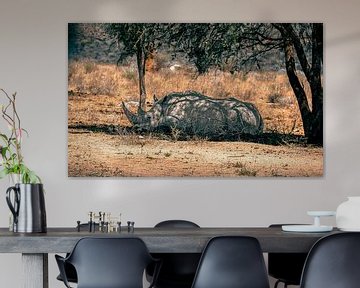 Nashorn schläft unter einem schattigen Baum in Namibia von Patrick Groß