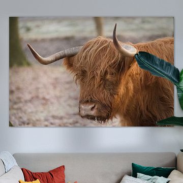 Schotse Hooglander in het Groningse land