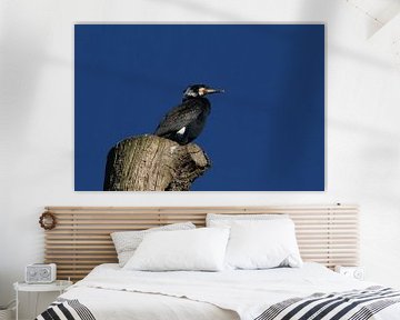 Cormorant by Teun Huisman