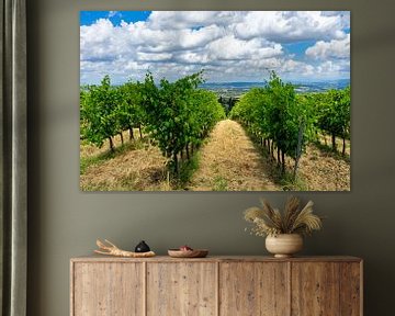 Vignobles en Toscane en Italie sur Animaflora PicsStock