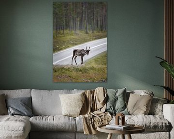 Crossed reindeer in Finland by Sem Verheij