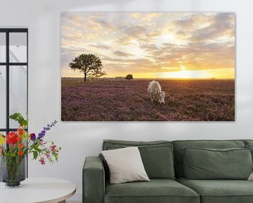 Vache sur une lande violette au lever du soleil (Pays-Bas) sur Marcel Kerdijk