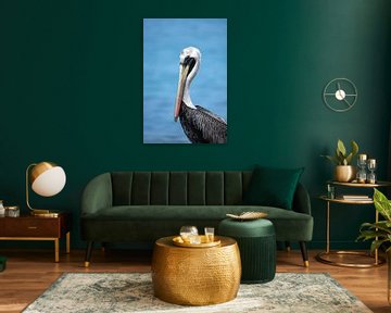 Brown Pelican by Brenda Verboekend