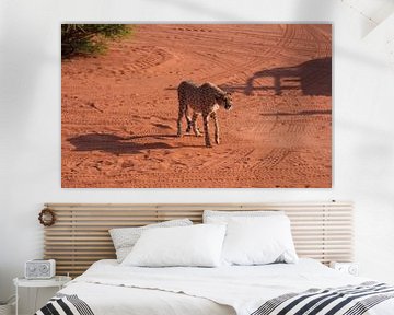 Cheetah in the Kalahari of Namibia, Africa by Patrick Groß