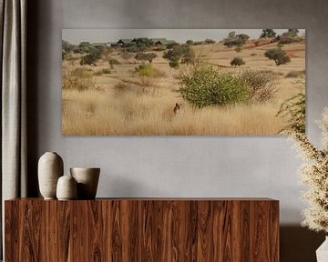 South African cheetah in tall grass in Namibia, Africa