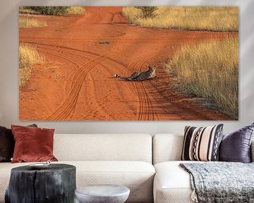 Namibischer Gepard liegt in der Sonne von Patrick Groß