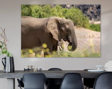 Wüstenelefant grast in einem trockenen Fluss in Namibia, Afrika von Patrick Groß