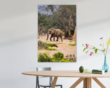 African desert elephant in a dry river in Namibia, Africa by Patrick Groß