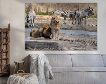 Löwenpaar an einem Wasserloch in Namibia, Afrika von Patrick Groß