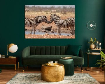 Afrikanische Zebras mit zusammengepressten Köpfen in Namibia von Patrick Groß