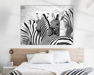 Zebra in zwart wit