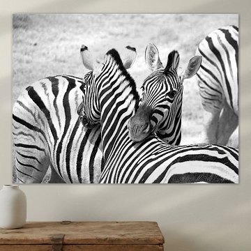 Zebra in black and white