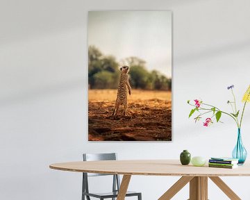 Meerkat in the Kalahari of Namibia, Africa by Patrick Groß