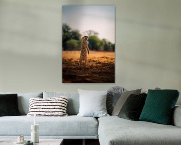 Meerkat in the Kalahari of Namibia, Africa by Patrick Groß