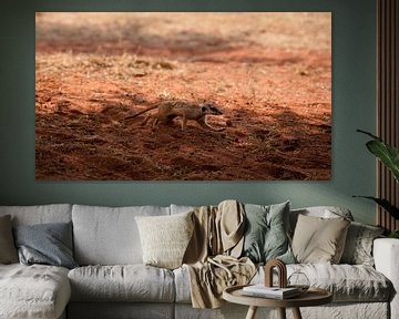 Stokstaartje in de Kalahari van Namibië, Afrika van Patrick Groß