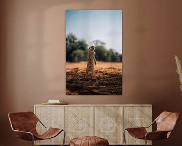 Meerkat in the Kalahari of Namibia, Africa by Patrick Groß