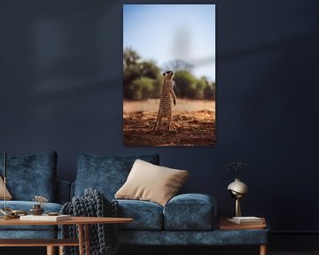 Meerkat in the Kalahari of Namibia, Africa by Patrick Groß