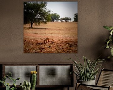 Stokstaartjes graven in Namibië, Afrika van Patrick Groß