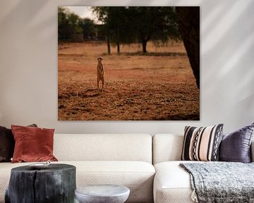 Meerkat in Namibia, Africa by Patrick Groß