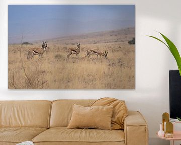African Springbok in the Grass of Namibia by Patrick Groß