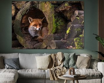 Fox van vmb switzerland