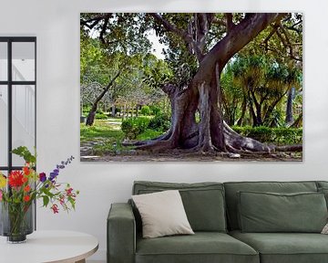 Arbre géant dans le jardin botanique de Palerme sur Silva Wischeropp