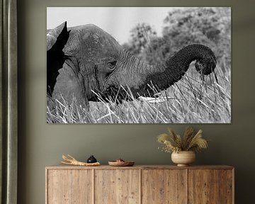 Elephant walks through Okavango Delta wetlands by Henk Langerak