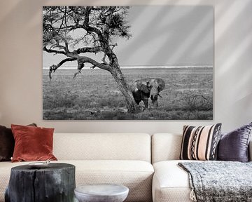 Elefant unter einem Baum in der Wüste von Namibia