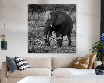 Olifant met impala's