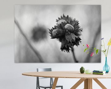 Hazelnut | Black & White | Wall art | Netherlands by Luis Boullosa