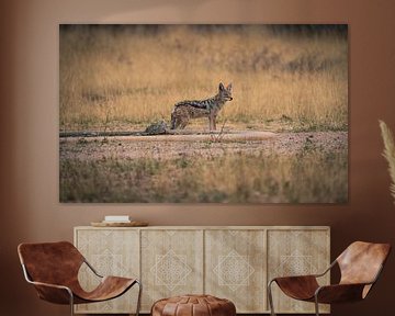 Schakal im Etosha Nationalpark, Namibia Afrika von Patrick Groß