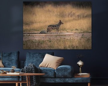 Jakhals in Etosha Nationaal Park, Namibië Afrika van Patrick Groß