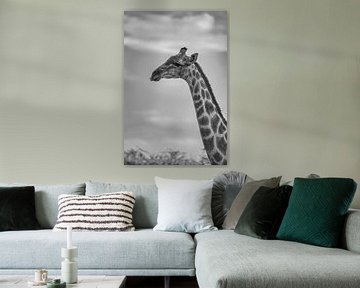 Large African Giraffe in Namibia, Africa by Patrick Groß