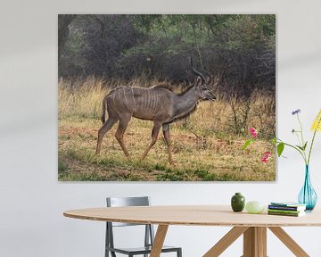 Male Kudu in Etosha National Park, Namibia Africa by Patrick Groß