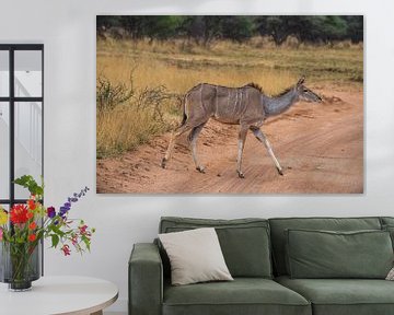 Vrouwelijke koedoe in Etosha National Park, Namibië Afrika van Patrick Groß