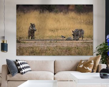 Warthog Pumbaa in Etosha National Park, Namibia Africa by Patrick Groß