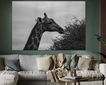 Large African Giraffe in Namibia, Africa by Patrick Groß