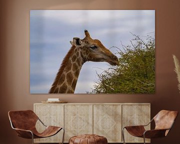 Grote Afrikaanse giraffe in Namibië, Afrika van Patrick Groß