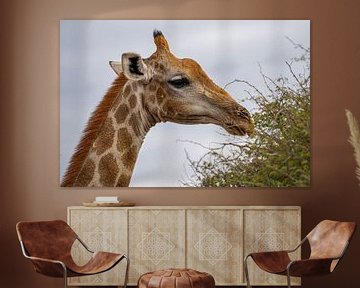 Large African Giraffe in Namibia, Africa by Patrick Groß