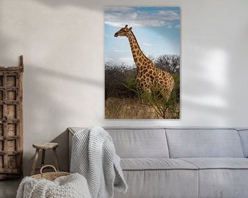 Large African Giraffe in Namibia, Africa by Patrick Groß