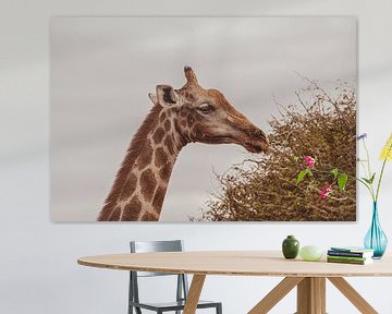 Grande girafe africaine en Namibie, Afrique sur Patrick Groß