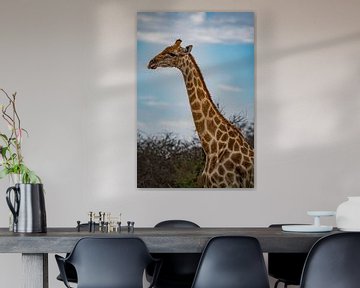 Grote Afrikaanse giraffe in Namibië, Afrika van Patrick Groß