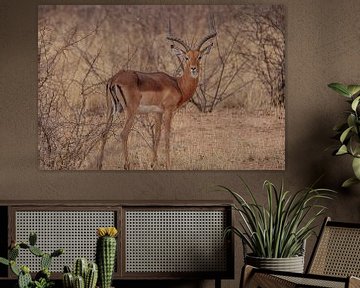 Impala Antelope in Etosha National Park, Namibia Africa by Patrick Groß