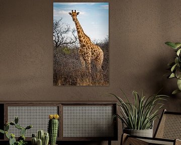 Grande girafe africaine en Namibie, Afrique sur Patrick Groß