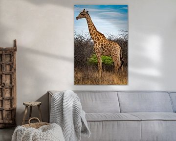 Grote Afrikaanse giraffe in Namibië, Afrika van Patrick Groß