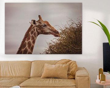 Large African Giraffe in Namibia, Africa by Patrick Groß