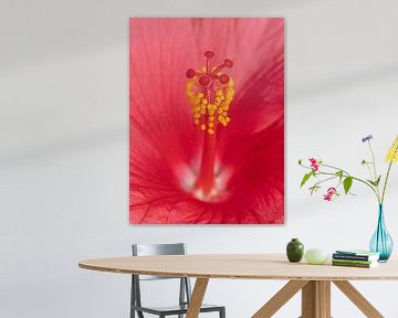 Hibiscus sur Jerry Bouwmeester