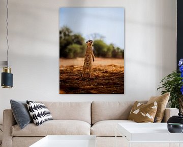 Meerkat in the Kalahari of Namibia, Africa by Patrick Groß